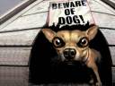 beware-of-dog-funny-pets-wallpapers.jpg