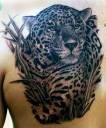 leopard.jpg