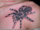 spider.jpg